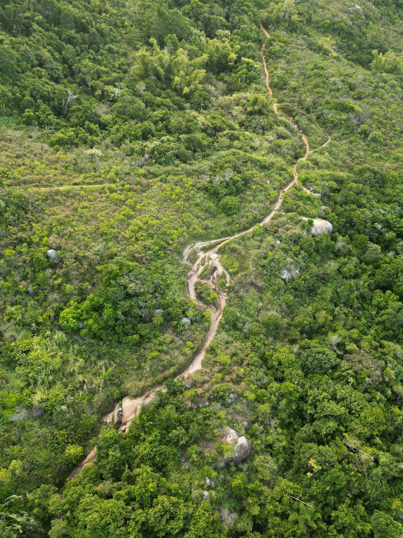 A winding hiking trail through green mountain vegetation